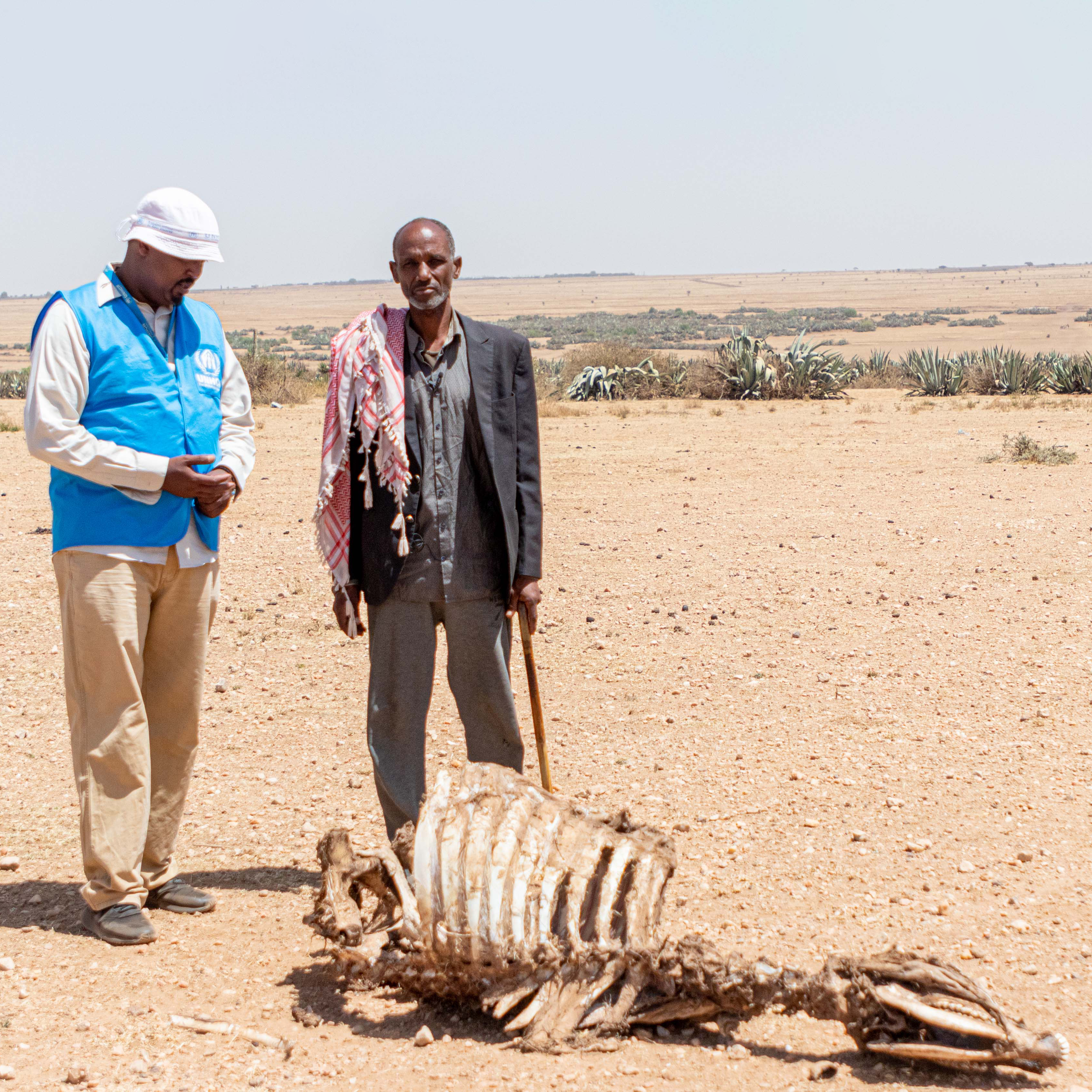 Displaced Ethiopian herder next to perished livestock