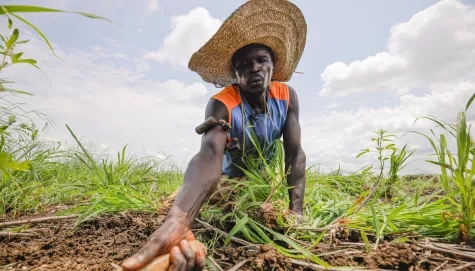 A refugee farmer weeds in his Sesame farm in Maban, South Sudan
